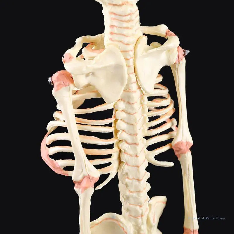 M17F Single для головы Череп младенца Исследовательская модель человека Скелет Анатомический дисплей для обучения анатомии